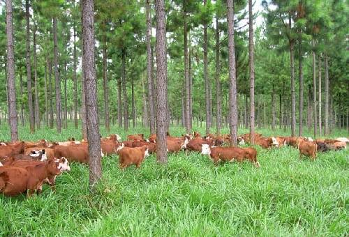 Sistemas silvopastoriles, sistemas silvopastoriles intensivos, calidad de la carne, terneza carne, color carne, sistemas silvopastoriles carne, ssp carne vaca, carne vaca, carne bovina, estudios sobre sistemas silvopastoriles y calidad de carne, SSP, SSPi, ganado bovino, ganadería bovina, carne, leche, ganaderos, ganaderos colombia, ganado, vacas, vacas Colombia, bovinos, Ganadería, ganadería colombia, noticias ganaderas, noticias ganaderas colombia, CONtexto ganadero, contextoganadero