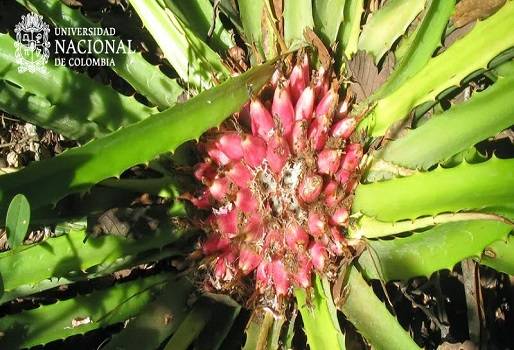 La Piñuela, Bromelia pinguines, Cesar, Cauca, Parque Nacional Tayrona, cerca viva, hojas espinosas, suplemento alimenticio, FAO y su alto valor nutritivo, contiene minerales, vitaminas y antioxidantes, CONtexto Ganadero, noticias de ganadería colombiana.