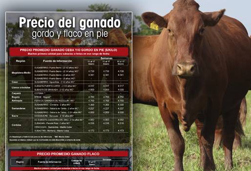 Precio del ganado, precio del ganado en colombia, ganado colombia, precio ganado gordo, precio ganado flaco, precio hembras, precio bovinos, precio bovinos colombia, bolsa mercantil de colombia, subastas, subastas colombia, asosubastas, ganadería, ganadería colombia, noticias ganaderas, noticias ganaderas colombia, contexto ganadero, 