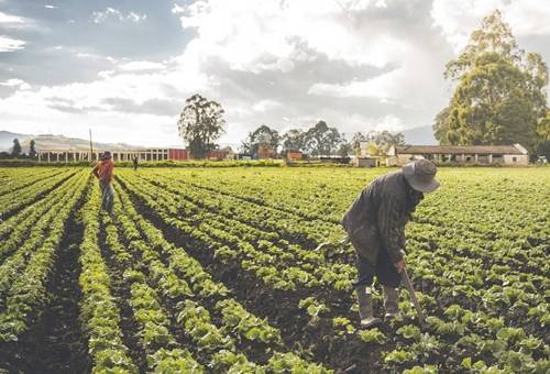 Obligaciones financieras, alivio de obligaciones financieras rurales, MinAgricultura radicó proyecto de ley para aliviar obligaciones financieras a cerca de 140.000 productores, aliviar las obligaciones financieras a cerca de 140.000 pequeños y medianos productores, Acuerdos de pago con los bancos, Alivio especial a deudores del FONSA, Definición de pequeño productor por medio de la CNCA, Alivio para obligaciones financieras y no financieras, Ganadería, ganadería colombia, noticias ganaderas, noticias ganad