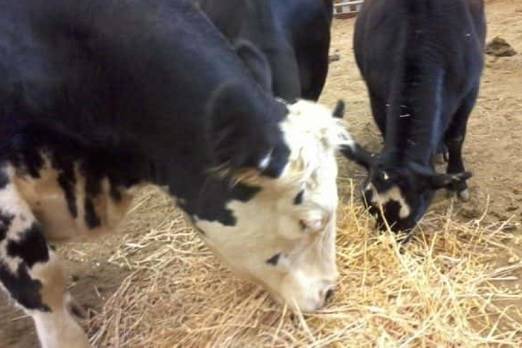 brucelisis bovina, brucelosis en humanos, estados Unidos, Centros para el Control y Prevención de Enfermedades de los Estados Unidos (CDC), Casos de bruecelosis, contexto ganadero, noticias ganaderas, vacas, machos, toros