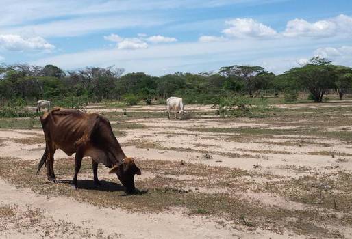 Ganaderos Villanueva 2019, ganaderos La Guajira 2019, ganaderos de Villanueva agobiados por crítica situación ganadera, bodegas ganaderas, suplementos ganado, situación de los ganaderos de La Guajira, ganaderos Villanueva verano, ganaderos Guajira verano, escasez de agua, escasez de alimento para el ganado, bovinos no tienen agua ni comida, CONtexto ganadero, ganaderos colombia, noticias ganaderas colombia