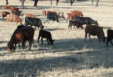 Sequía en Bolivar prende las alarmas