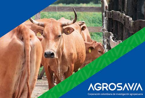 banco de germoplasma, Agrosavia, Razas criollas, conservación, investigación, mantenimiento, Romosinuano, costeño con cuernos, Blanco Orejinegro, chino santandereano, hartón del valle, sanmartinero, Caqueteña, enfermedades, parásitos, eficiencia alimenticia, Forrajes, termorregulación, tolerancia al calor, habilidad materna, fertilidad, intervalos entre partos, longevidad, temperamento dócil, Ganadería, ganadería colombia, noticias ganaderas colombia, CONtexto ganadero
