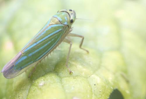 salta hojas de los pastos, chupadores de las plantas, plagas de los pastos, plagas en ganadería, plagas en sistemas silvopastoriles