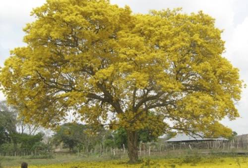 árbol de cañaguate