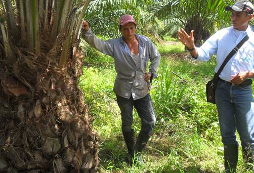 producción palma de aceite Colombia