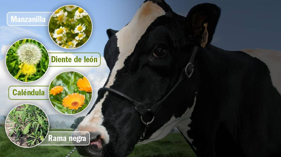 Jabon Natural Ruda YERBAS VIVAS Pastilla de jabón que ayuda a limpiar y  humectar la piel precio