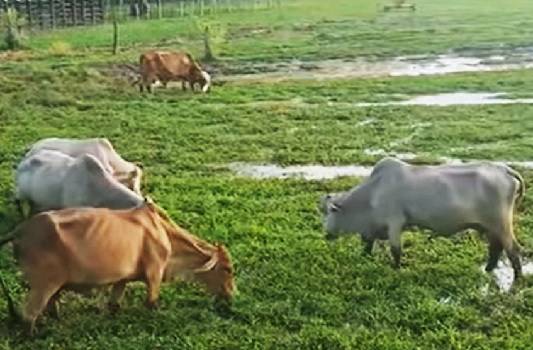 ‘La Niña’, Fenómeno de ‘La Niña’, pronósticos, NOAA, primer semestre 2022, afectaciones, Ungrd, del invierno que afecta al país durante este segundo semestre del 2021, daños y pérdidas Ola invernal en Colombia 2010-2011, vacas, vacas Colombia, lechería, bovinos, ganadería bovina, ganadería bovina Colombia, noticias ganaderas, noticias ganaderas colombia, contextoganadero