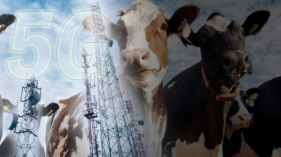 Vacas 5g, vacas conectadas, conectividad vacas, vacas red 5g, vacas conectadas a redes 5g, Monitoreo vacas, 5g, 5g colombia, 5g en el campo, redes 5g en el campo, 5g ganadería, uso de la red 5g en ganadería, ganado bovino, ganadería bovina, carne, leche, ganaderos, ganaderos colombia, ganado, vacas, vacas Colombia, bovinos, Ganadería, ganadería colombia, noticias ganaderas, noticias ganaderas colombia, CONtexto ganadero, contextoganadero