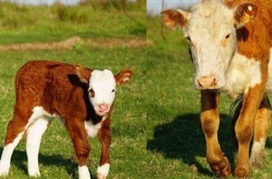 Importancia de la alimentación de la vaca en los meses anteriores a la gestación.
