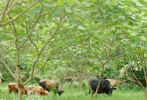Una vez concluya el proyecto, los 10 productores tendrán una explotación amigable con el medio ambiente. Foto: Vladimir Sánchez. Sistemas silvopastoriles