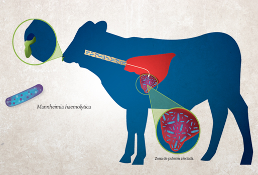Virus Respiratorio Sincitial Bovino, enfermedad a la que se debe prestar atención | CONtexto Ganadero