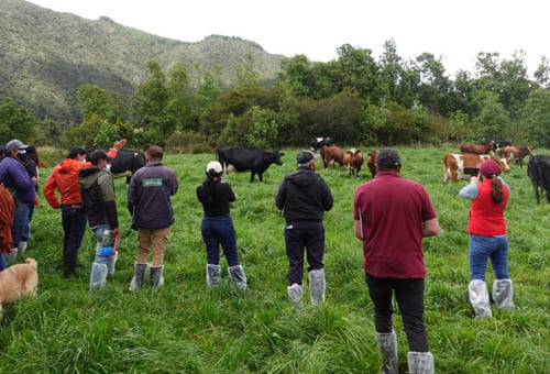 Día de campo, Nukuma, Comité de Ganaderos, Área 5, Tecnig@n, asociación Ayrshire, Zipaquirá, producción sostenible, Asoprogran, Ciudad Bolívar, Bogotá, caso de éxito, planeación, finca, levantamiento topográfico, división de potreros, siembra de árboles, protección de quebradas, Forrajes, alimento, bondades, Fortalezas, trópico alto, vacas, Ganadería, ganadería colombia, noticias ganaderas colombia, CONtexto ganadero