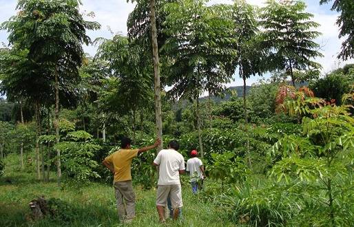 Ganadería, ganadería colombia, noticias ganaderas, noticias ganaderas colombia, CONtexto ganadero, reforestación, reforestación antioquia, Bajo Cauca Antioqueño, bajo cauca, el Alto Comisionado para la Paz, Miguel Ceballos Arévalo, gobernador de Antioquia, anibal gaviria