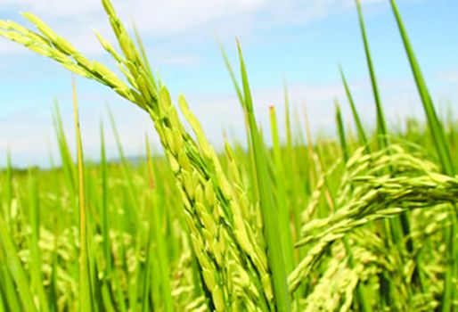 El nuevo sistema busca que el Gobierno compense al productor, si la industria no paga el precio base. Foto: Fedearroz. Cultivo de arroz Colombia