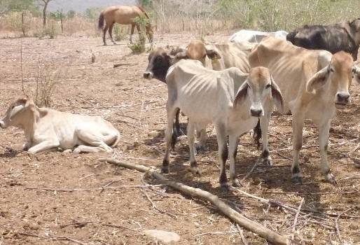 Vacas flacas por el verano en Colombia 