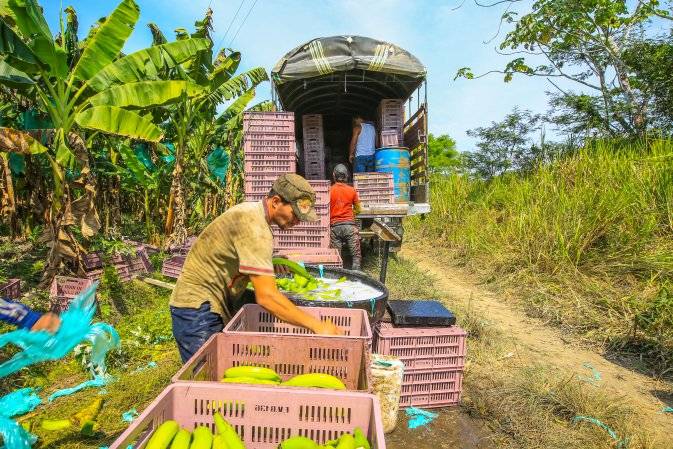 intermediación, intermediación en colombia, agro meta, Meta, producción agrícola meta, software meta, noticias ganaderas, noticias ganaderas colombia, ganadería colombia, CONtexto ganadero