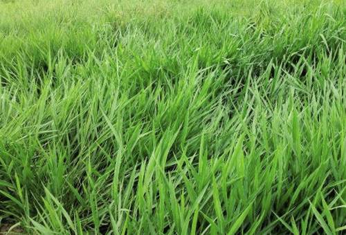 Ganadería, ganadería colombia, noticias ganaderas, noticias ganaderas colombia, CONtexto ganadero, pastoreo, primer pastoreo, altura de la planta al primer pastoreo, altura de la planta, condiciones para el pastoreo