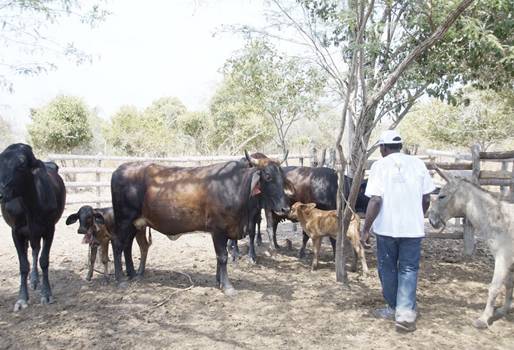 Ganaderos Magdalena enero 2019, producción leche Magdalena, ganaderos Magdalena 2019, escasez de agua, afectaciones Magdalena fenómeno de El Niño, ganaderos dedicados a la producción de leche, ganaderos de magdalena, verano Magdalena, ganadería Magdalena verano, régimen de lluvias en Magdalena, ganaderos afectados falta de agua, CONtexto ganadero, ganaderos colombia, noticias ganaderas colombia