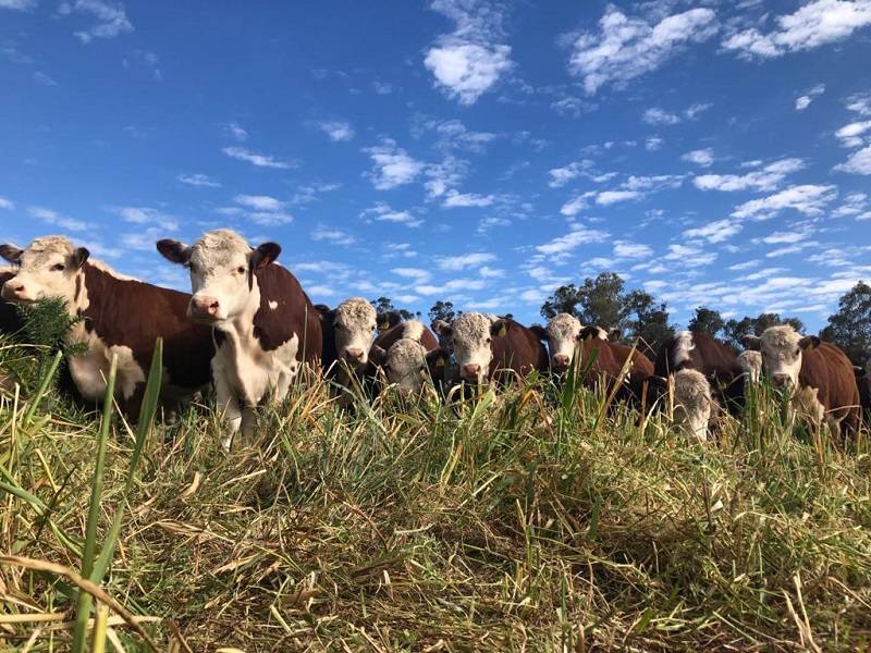 Ganadería, ganadería colombia, noticias ganaderas, noticias ganaderas colombia, CONtexto ganadero, ganadería regenerativa Colombia, ganaderia regenerativa paso a paso, desventajas de la ganaderia regenerativa, ventajas de la ganaderia regenerativa, abc de la ganaderia regenerativa, ganaderia regenerativa libros, principios de la ganaderia regenerativa, ganaderia regenerativa daniel suarez, ganaderia regenerativa en mexico ganaderia regenerativa en argentina, ganaderia regenerativa chile, ganadería regenerat
