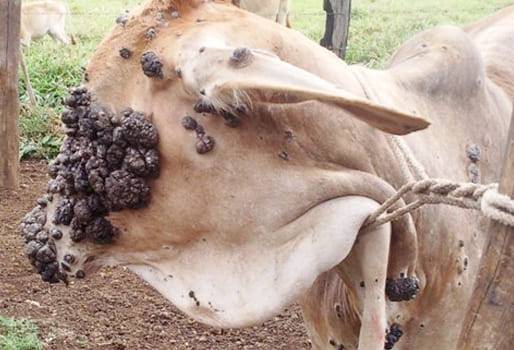 Ganadería, ganadería colombia, noticias ganaderas, noticias ganaderas colombia, CONtexto ganadero, papilomatosis, verrugas en los bovinos, control de verrugas en bovinos, causas de verrugas en bovinos, consecuencias de verrugas en bovinos, Tratamiento papilomatosis, tratamiento de verrugas en bovinos