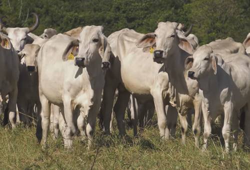 Tierra Perdida, sostenibilidad, Puerto Gaitán, Meta, grandes extensiones, división de potreros, siembra de árboles, Bienestar Animal, altillanura, manejo del ganado, rentabilidad, Pasto, Praderas, nutrientes, alimentación, silo de maíz, Llanos Orientales, ganado comercial, raza pura, cebuína, pie de cría, Genética, silvopastoril, ganancia de peso, Ganadería, ganadería colombia, noticias ganaderas colombia, CONtexto ganadero