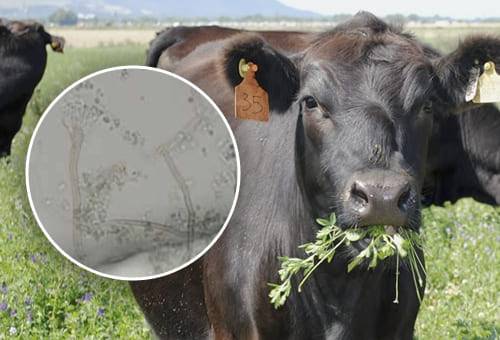 hongo, Hábitat, suelo, adaptación, ambientes hostiles, resistencia, huésped, aspergilosis, enfermedad, animales, hato, prevalencia, aborto micótico, Medio Ambiente, forraje, paja, cama húmeda, granos, conservación, cadáveres de animales, vacas, ruminal, heno grueso, vía digestiva, acidosis, úlceras, torrente sanguíneo, placenta, fluidos amnióticos, feto, Ganadería, ganadería colombia, noticias ganaderas colombia, CONtexto ganadero