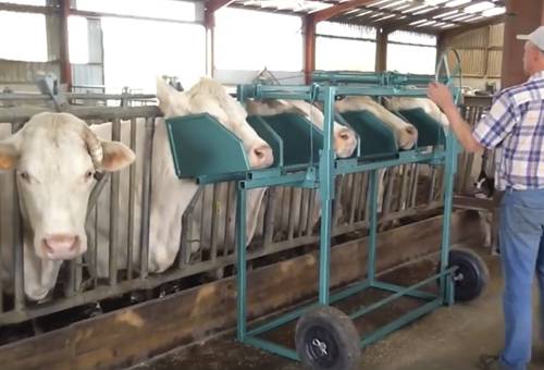 sistema de cabezal fijo para bovinos, bloqueos de cabeza para los bovinos, manejo de los animales, sistemas de manejo bovino, sistemas de estabulación bovina