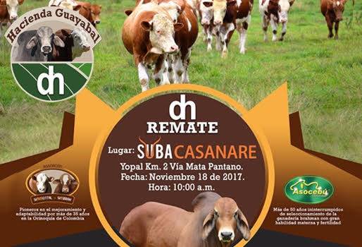 Subacasanare, remate, subasta, Subacasanare realizará remate de animales puros de la hacienda Guayabal, hacienda Guayabal, Simmental, Paz de Ariporo, CONtexto ganadero, ganadería Colombia, Noticias ganaderas Colombia