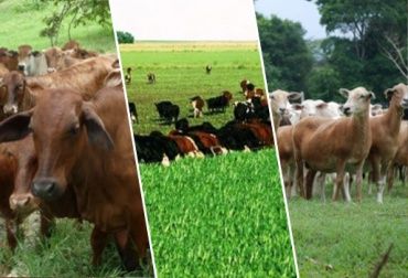 El campo colombiano fue escenario de grandes historias durante este 2013. Foto: CONtexto ganadero. reportajes más leídos en 2013