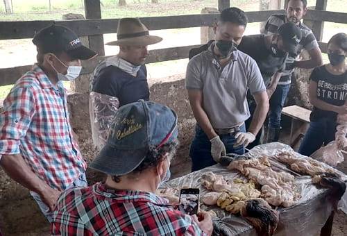 inseminación artificial, Detección del celo, Sena, fedegan, AgroSena, capacitación, pajillas, certificación, competencias, destrezas, habilidades, curso, La Gloria, Técnica, médico veterinario, zootecnista, vacas vacías, chequeo reproductivo, protocolos de bioseguridad, Ganadería, ganadería colombia, noticias ganaderas colombia, CONtexto ganadero