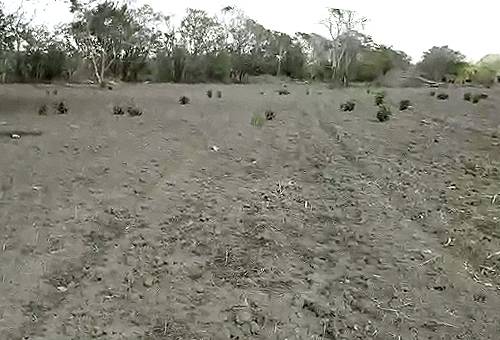 Productores Bolívar Cesar verano mayo 2020, falta de lluvias en la región Caribe en mayo 2020, ayudas del Gobierno para el sector agropecuario en Colombia, IDEAM, Verano, Lluvias, recomendaciones, región Caribe, problemas de los ganaderos y agricultores por intenso verano, coronavirus, COVID-19, cuarentena, Ganadería, ganadería colombia, noticias ganaderas, noticias ganaderas colombia, CONtexto ganadero