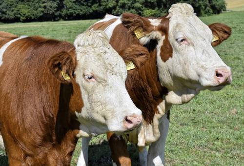 Eustrés, eustrés en animales, estrés positivo, estrés en bovinos, estrés en animales de pastoreo, Tipos de estrés en bovinos, estrés en vacas, estrés calórico en bovinos, estrés nutricional en bovinos, estrés hídrico en bovinos, estrés ganado, factores estrés, CONtexto ganadero, ganaderos Colombia, noticias ganaderas Colombia