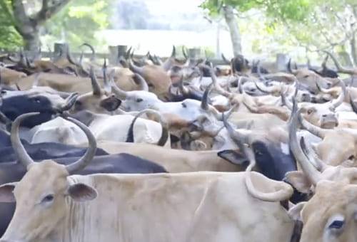 Granja El Bubuy, desarrollo, raza bovina, criollo Casanare, Aguazul, Gobernación, núcleo ganadero, mes del conocimiento ganadero, Comité de Ganaderos de Yopal, adaptación, tolerancia al calor, rusticidad, ecosistema, longevidad, crecimiento, vigor híbrido, eficiencia reproductiva, fertilidad, habilidad materna, tolerancia a enfermedades, mansedumbre, Ganadería, ganadería colombia, noticias ganaderas colombia, CONtexto ganadero