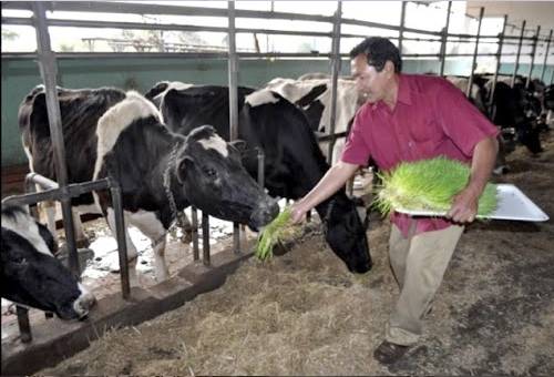 Trabajadores, relaciones, felicidad, diálogo, lenguaje, salud, alimentación, genética, manejo, preñez, natalidad, mortalidad, destete, ganancia de peso, relacionamiento de calidad, educación, ganadería, ganadería colombia, noticias ganaderas Colombia, contexto ganadero