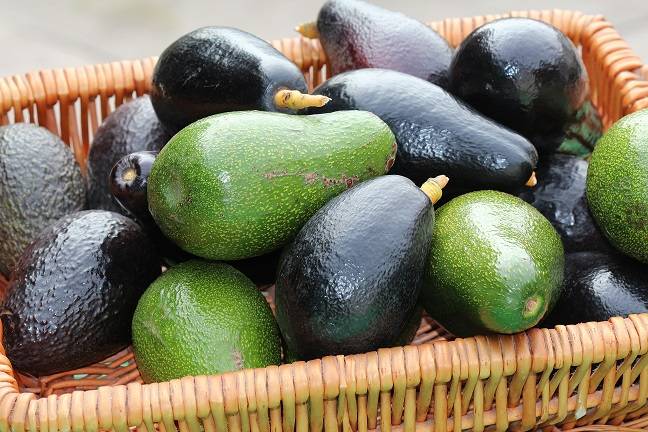 ganadería, ganadería colombia, noticias ganaderas, noticias ganaderas colombia, contexto ganadero, aguacate, aguacate negro, evitar que el aguacate se ponga negro, por qué se pone negro el aguacate, trucos para conservar el aguacate, cuidados aguacate, 