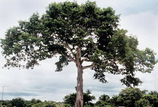 Ceiba, árbol tropical, 60 a 70 metros de altura, ramas gruesas, semillas comestibles, se adapta a cualquier terreno, cerca viva, barrera rompe vientos, genera sombra, CONtexto Ganadero, noticias de ganadería colombina.