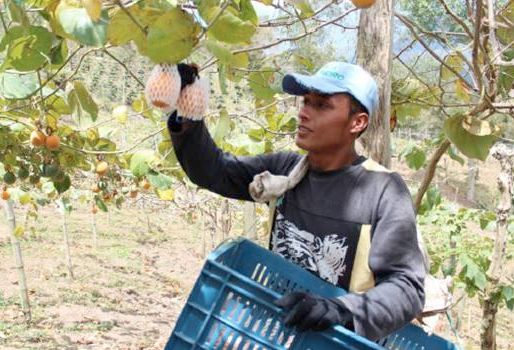 Las inscripciones cierran el 30 de septiembre. Foto: Asohofrucol. giras de intercambio de experiencias asohofrucol