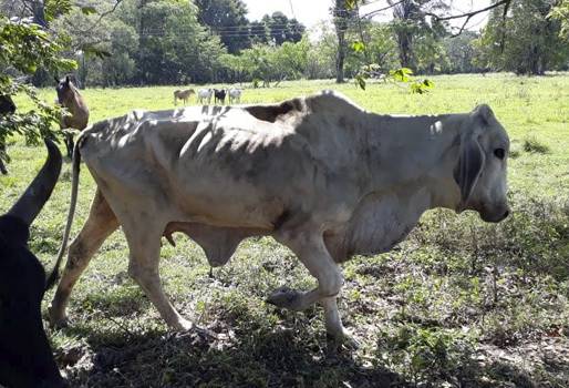 Casanare Anaplasmosis 2018, Anaplasmosis, tripanosomiasis, Comité de Ganaderos de Trinidad 2018, ganado afectado por las garrapatas, garrapatas en ganaderías, ganaderos de Casanare, Ganaderos de Trinidad, enfermedades del ganado, problemas de los ganaderos de Casanare, CONtexto ganadero, ganaderos colombia, noticias ganaderas colombia