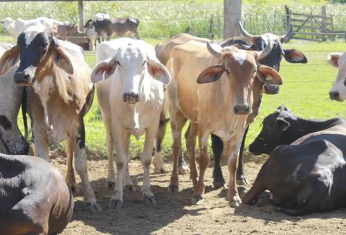 Vacas donadoras y vacas receptoras 