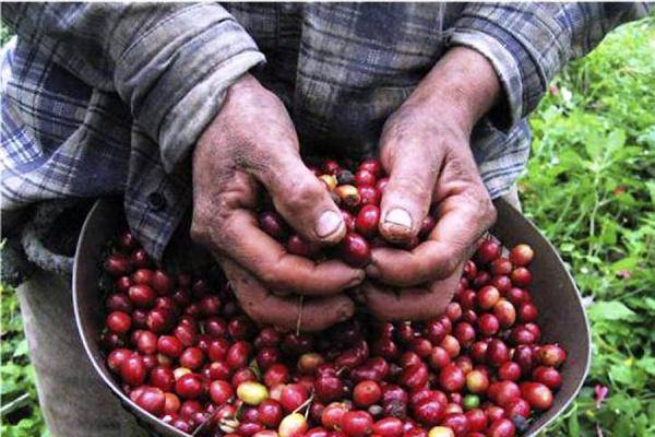 café colombia 