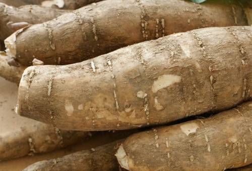 Ganadería, ganadería colombia, noticias ganaderas, noticias ganaderas colombia, CONtexto ganadero, ganaderos, ganaderos colombia, yuca, variedades de yuca, variedades de yuca en Colombia, variedades de yucas forrajera, yuca forrajera para bovinos, contenido de proteina de la yuca, siembra de yuca en colombia, adaptación de la yuca en Colombia