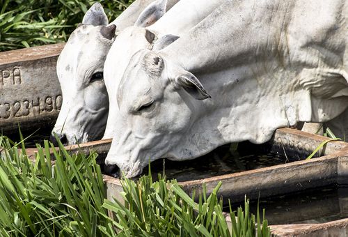 Ganado alimentándose