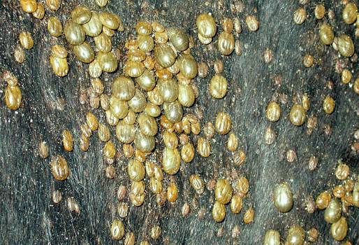 rebrote de garrapatas afecta a ganaderos del Sur de Santander, verano afecta a ganaderos del Sur de Santander, costos elevados de insumos agropecuarios