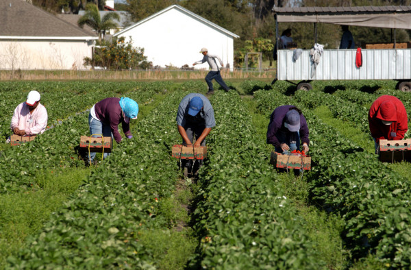Ganadería, ganadería colombia, noticias ganaderas, noticias ganaderas colombia, CONtexto ganadero, Boyacá Agro, modelos agrícolas asociativos, productores agrícolas boyacá