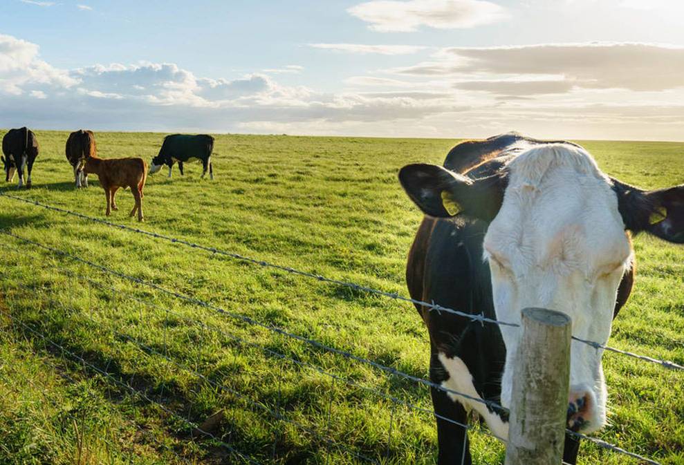 Ganadería, ganadería colombia, noticias ganaderas, noticias ganaderas colombia, CONtexto ganadero, Bienestar Animal, aspectos para mejorar el bienestar animal