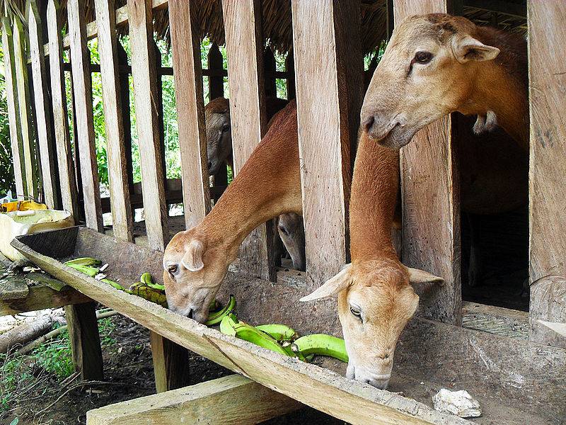 ganadería, ganadería colombia, noticias ganaderas, noticias ganaderas colombia, contexto ganadero, Yineth Alexandra Palacios Erazo, Doctorado en Ciencias Agrarias, Universidad Nacional sede Palmira, Single Nucleotide Polymorphism, SNP, Sudán, Etíope, Pelibuey, nacimiento, destete, antes del sacrificio, canal caliente, Departamento Administrativo Nacional de Estadística, DANE, Luz Ángela Álvarez, Manuel Fernando Ariza, Óscar David Vergara Garay, Moris de Jesús Bustamante Yánez, Recursos Zoogenéticos, Genétic