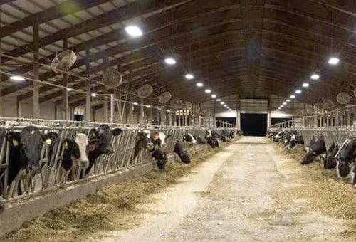 establos, cobertizos, establos ganado bovino, ventilación, luz natural, condiciones óptimas de los establos para ganado bovino, cobertizos para ganado bovino, camas ganado bovino, camas para vacas, establos para vacas, ganado bovino, ganadería bovina, carne, leche, ganaderos, ganaderos colombia, ganado, vacas, vacas Colombia, bovinos, Ganadería, ganadería colombia, noticias ganaderas, noticias ganaderas colombia, CONtexto ganadero, contextoganadero