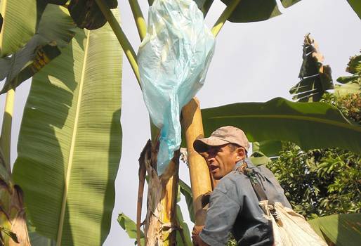 Producción de banano